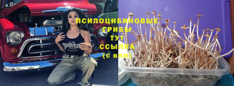 Галлюциногенные грибы Cubensis  Бабаево 